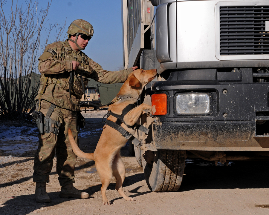 Soldier with dog sniffing vehicle.