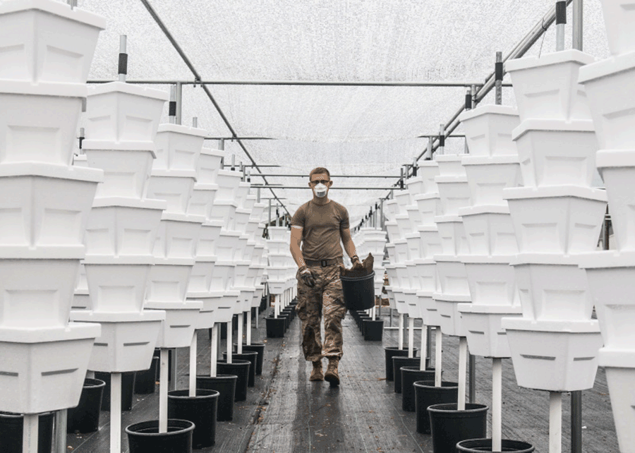Soldier in row of urban farm.